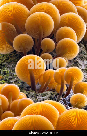 Gambo di velluto / Inverno (funghi Flammulina velutipes), che cresce su albero morto. Parco Nazionale di Peak District, UK. Dicembre. La messa a fuoco immagine sovrapposta. Foto Stock