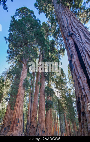 Il gruppo del Senato di sequoia gigante (Sequoiadendron giganteum) alberi sul Congresso Trail nel Parco Nazionale di Sequoia, CALIFORNIA, STATI UNITI D'AMERICA Foto Stock