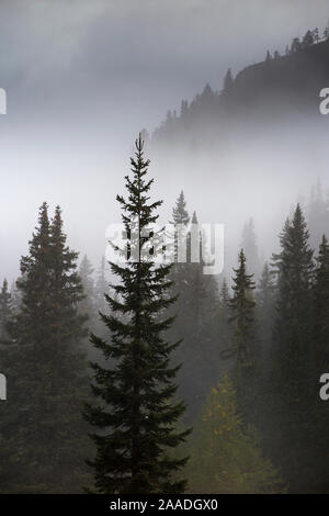 Gli alberi di conifere nella nebbia a Alpe de Lerosa, montagne dolomitiche, Provincia di Belluno, Veneto, Italia, settembre 2015. Foto Stock