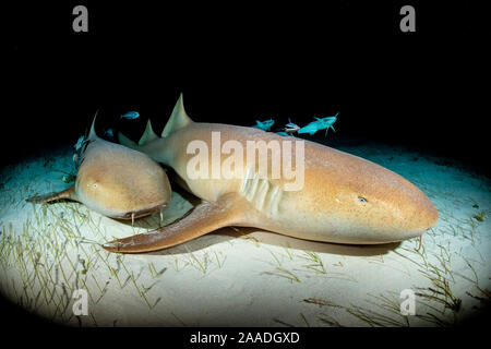 Squalo nutrice (Ginglymostoma cirratum) su piante fanerogame di notte. White spiracle dietro occhio è visibile. South Bimini, Bahamas. Il Bahamas nazionale santuario di squalo. Corrente del Golfo, West Oceano Atlantico. Foto Stock