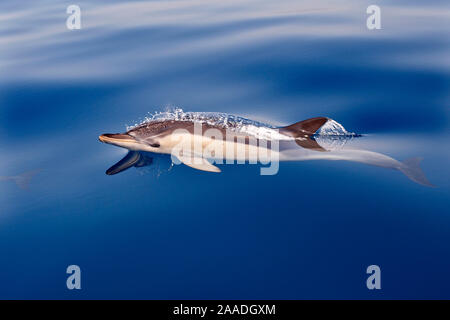 Striping (Delfino Stenella coeruleoalba) nello stretto di Gibilterra, Spagna Foto Stock