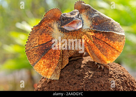 Balza colli (lucertola Chlamydosaurus kingii) con collare diffusione nel display di minaccia. Alice Springs, Territorio del Nord, l'Australia Foto Stock