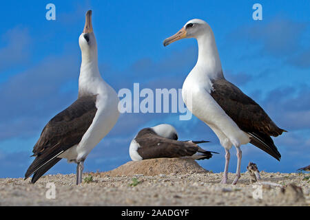 Laysan albatross (Phoebastria immutabilis), compie il rituale del corteggiamento, Isola Orientale, Midway Atoll National Wildlife Refuge, Hawaii Foto Stock