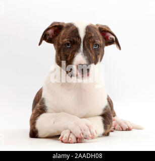 Brindle-e-bianco Lurcher cucciolo, di età di 8 settimane, con zampe incrociate. Foto Stock