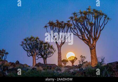 Faretra alberi (Aloe dichotoma) con full MOON RISING, Namib Desert. La Namibia. Foto Stock