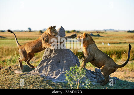 Afrian leonessa (Panthera leo) giocando con i suoi capretti cub di età compresa tra i 2 anni di Duba Plains concessione. Okavango Delta, Botswana Foto Stock