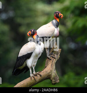 Adulto King Vulture (Sarcoramphus papa) Laguna del Lagarto, Boca Tapada, pendenza dei Caraibi, Costa Rica, l'America centrale. Foto Stock