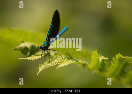 Ebano jewelwing (Calopteryx maculata) New Brunswick, Canada, Luglio. Foto Stock