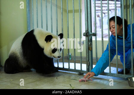 Il detentore (Sig.ra Duan Dong-Quing) restituendo il neonato maschio panda gigante (Ailuropoda melanoleuca) alla sua madre Huan Huan bottiglia dopo la poppata. Lo zoo di Beauval, Francia, 6 Agosto 2017 Foto Stock