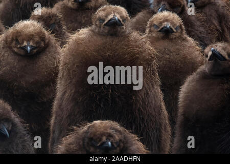 Pinguino reale (Aptenodytes patagonicus) chick creche, Volunteer Point, East Falkland, Isole Falkland, Ottobre Foto Stock