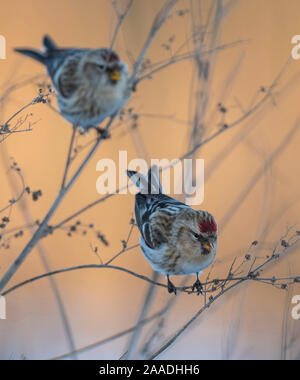 Comune (redpoll Acanthis flammea) di due uccelli appollaiati, Finlandia, gennaio. Foto Stock