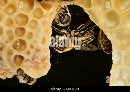 Il miele delle api (Apis mellifera) i lavoratori alla ricerca dopo la regina cellule, Kiel, Germania Foto Stock