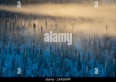 Misty, frost-coperto abete rosso (Picea abies), foresta. Muddus National Park, Laponia World Heritage Site, Lapponia svedese, Svezia. Dicembre 2016. Foto Stock