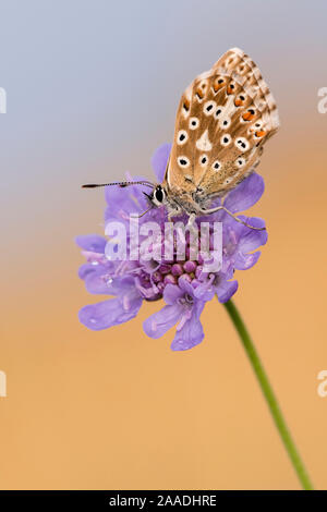 Chalkhill femmina blue butterfly (Lysandra coridon) con ali chiuso in appoggio sul Devils-bit scabious (Succisa pratensis), berlina Hill, Somerset, Regno Unito. Agosto 2016. Foto Stock