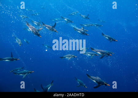 Insidie pinguino crestato (Eudyptes robustus), sub antartiche isole Snares (Tine Heke), Nuova Zelanda. Gennaio. Foto Stock