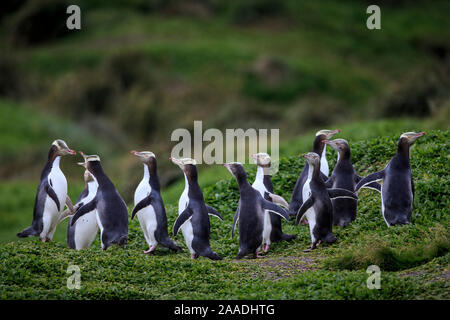 Giallo eyed pinguini (Megadyptes antipodes), Sandy Bay su Enderby Island, sub antartiche isole di Auckland, Nuova Zelanda. Gennaio. Foto Stock