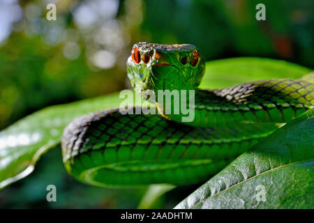 Sabah rattlesnakes (Trimeresurus sabahi) ritratto, Siberut isola. A ovest di Sumatra Foto Stock