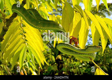 Hagen's pit viper (Trimeresurus hageni) nella struttura ad albero, Sumatra. Foto Stock