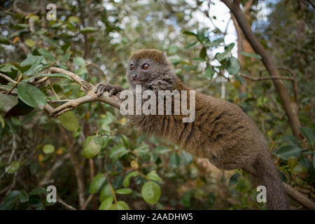 Minore orientale Bamboo Lemur (Hapalemur griseus) Andasibe-Mantadia National Park, Regione Alaotra-Mangoro, est del Madagascar. Foto Stock