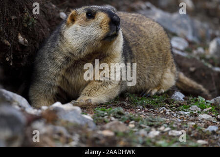 L'Himalayan marmotta (Marmota himalayana) valle vicino a Yushu, altopiano Tibetano, Qinghai, Cina Foto Stock