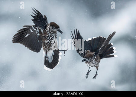 Avvistato schiaccianoci (Nucifraga caryocatactes) combattimenti in neve montagna Vitosha, Sofia, Bulgaria Foto Stock