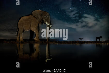 Elefante africano (Loxodonta africana) e Zebra (Equus quagga) a waterhole di notte, Mkuze, Sud Africa il terzo posto nella natura categoria portafoglio del World Press Photo Awards 2017. Foto Stock