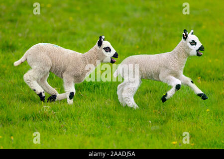Kerry Hill ovini domestici, molla agnelli in esecuzione, Inghilterra, Regno Unito. Foto Stock
