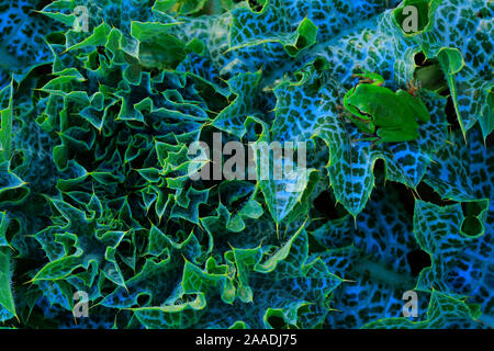 Raganella (Hyla meridionalis), Cadice, Andalusia, Spagna, Marzo. Foto Stock