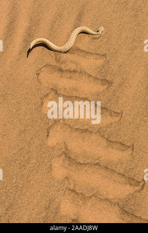 Peringuey il sommatore (Bitis peringueyi) sidewinding nel deserto del Namib, Namibia. Foto Stock