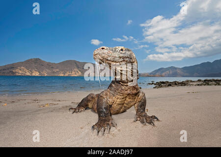 I draghi di Komodo (Varanus komodoensis) sulla riva con la saliva fuoriesce dalla bocca, Rinca Isola, Parco Nazionale di Komodo, Indonesia. Foto Stock