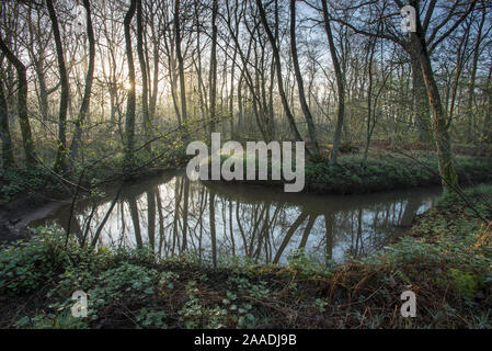 Si snodano in piccolo rivolo, Groot Schietveld, Wuustwezel, Belgio, aprile 2017. Foto Stock