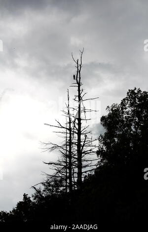 Creepy horror come silhouette di raven seduta sul ramo del vecchio alto albero sterile senza foglie che si eleva al di sopra della foresta locale su nuvoloso tempestoso giorno Foto Stock