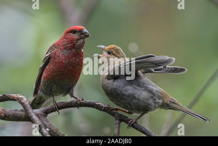 Pine grosbeak (Pinicola enucleator), alimentazione maschio capretti, Finlandia, Luglio. Foto Stock