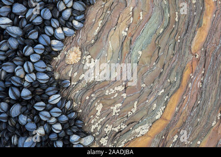 Colonia del Comune di Mitili (Mytilus edulis) che cresce su rocce striate formazione esposta con la bassa marea. Cornovaglia, Inghilterra, Regno Unito. Highly commended in costa e Marine Categoria della British Wildlife Photographer of the Year Awards (BWPA) Concorrenza 2017. Foto Stock