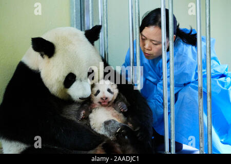 Il detentore di alimentazione panda gigante (Ailuropoda melanoleuca) femmina Huan Huan, mentre si rimuove il bambino, di età di due mesi, per check up. Lo zoo di Beauval, Francia, ottobre 2017. Foto Stock