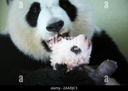 Panda gigante (Ailuropoda melanoleuca) femmina, Huan Huan, tenendo il Bambino, di età compresa tra due mesi, lo zoo di Beauval, Francia, ottobre 2017. Foto Stock