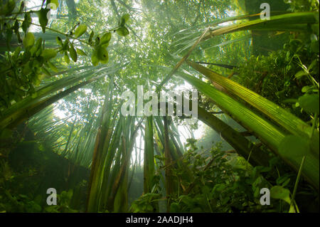 Candover Brook, affluente del fiume Itchen, chalk stream Hampshire, Inghilterra, Regno Unito, Giugno, fotografato per il progetto di acqua dolce Foto Stock