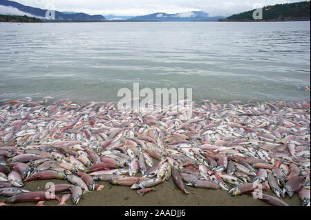 Massa di morti Il Salmone Sockeye (Oncorhynchus nerka) dopo la deposizione delle uova, British Columbia, Canada, Ottobre. Fotografato per il progetto di acqua dolce. Foto Stock