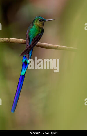 Viola-tailed sylph hummingbird (Aglaiocercus coelestis) Mindo, Pichincha, Ecuador . Foto Stock