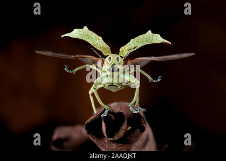 Ampio curculione naso (Compsus sp.) circa a prendere il largo con ala elytra sollevate e le ali esteso, Yasuni National Park, Orellana, Ecuador . Foto Stock