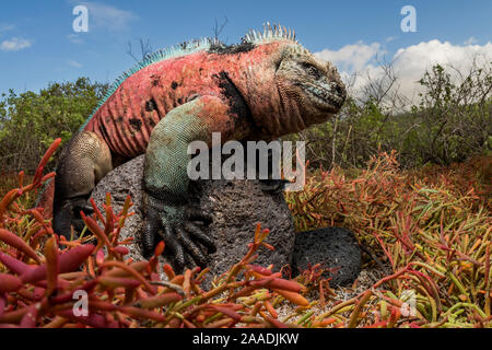 Iguana marina (Amblyrhynchus cristatus) arroccata su una roccia. Isola Floreana, Isole Galapagos, Ecuador. Foto Stock