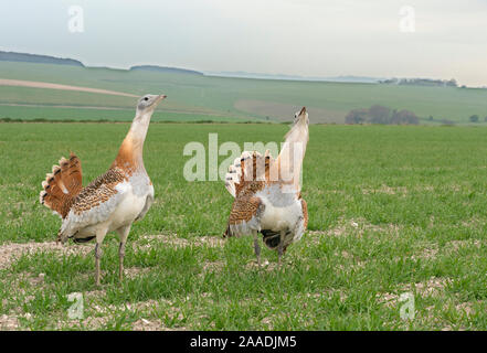 Grande (Bustard Otis tarda) maschi visualizzazione, Salisbury Plain, Wiltshire, Regno Unito, Aprile. Foto Stock