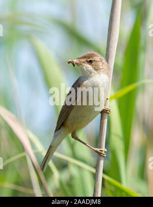 Trillo Reed (Acrocephalus scirpaceus) con larve di insetti nel becco, Graylake RSPB Riserva, livelli di Somerset, Inghilterra, Regno Unito, Giugno. Foto Stock