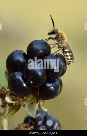 Ivy bee (Colletes hederae) nuove specie del regno unito nel 2001. Maschio in appoggio su Blackberry, Oxfordshire, England, Regno Unito, Settembre Foto Stock