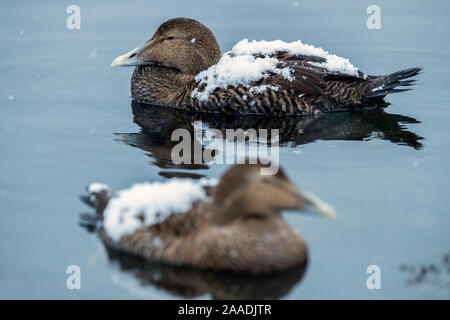 Eider comune (Somateria mollissima) femmine con neve sul retro, il Trondelag, Norvegia, gennaio. Foto Stock