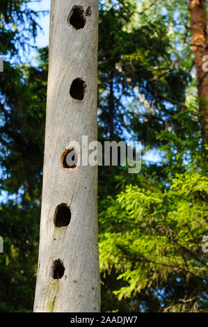 Picchio nero (Dryocopus martius) nido fori nel tronco di albero, Valga County, Estonia. Giugno. Highly commended nella categoria portafoglio delle Terre Sauvage Natura Immagini Awards 2017. Foto Stock