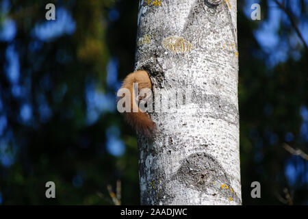 Martora (Martes martes) investigando picchio nero (Dryocopus martius) nido foro nel tronco di albero, Valga County, Estonia. Maggio. Highly commended nella categoria portafoglio delle Terre Sauvage Natura Immagini Awards 2017. Foto Stock