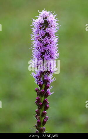 Dense blazing star o Liatris spicata o Prairie gay giù piante erbacee perenni Piante da fiore con un unico picco di alti di fiori viola Foto Stock