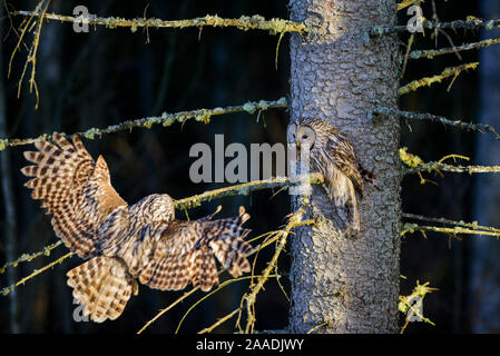 Ural allocco (Strix uralensis) lo sbarco sul ramo di essere alimentati da mate, Contea di Tartu, Estonia. Aprile il secondo posto nella categoria portafoglio delle Terre Sauvage Natura Immagini Awards 2017. Foto Stock