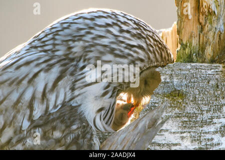 Ural allocco (Strix uralensis) alimentazione di pulcini nel nido, Contea di Tartu, Estonia. Maggio. Il secondo posto nella categoria portafoglio delle Terre Sauvage Natura Immagini Awards 2017. Foto Stock